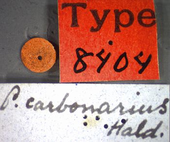 Media type: image;   Entomology 8404 Aspect: labels